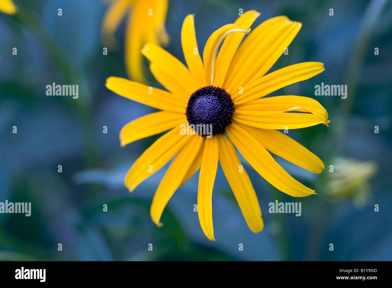 Fleurs close up Banque D'Images