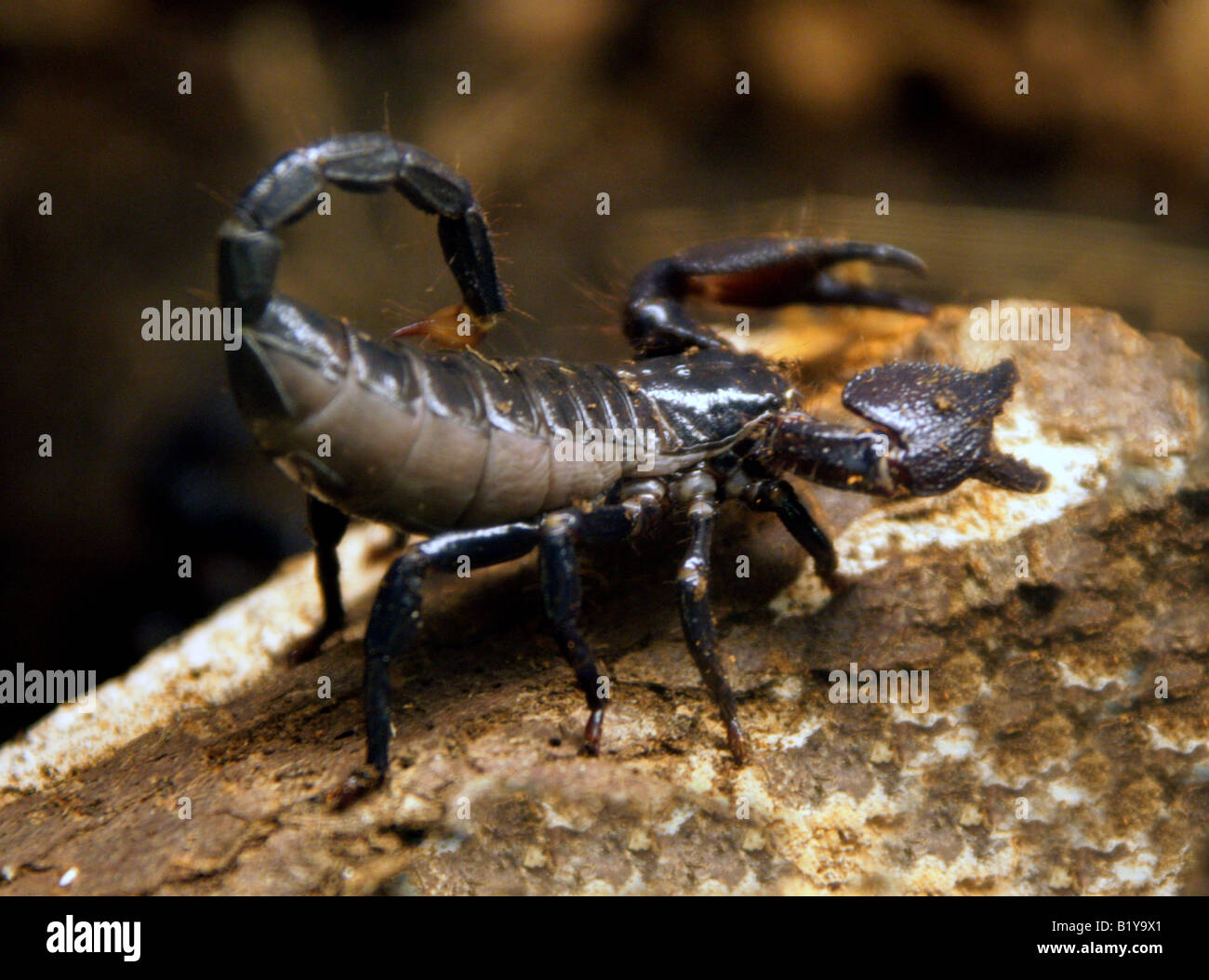 L'Empereur ou impériale, Scorpion Pandinus imperator. L'Afrique de l'Ouest. Banque D'Images