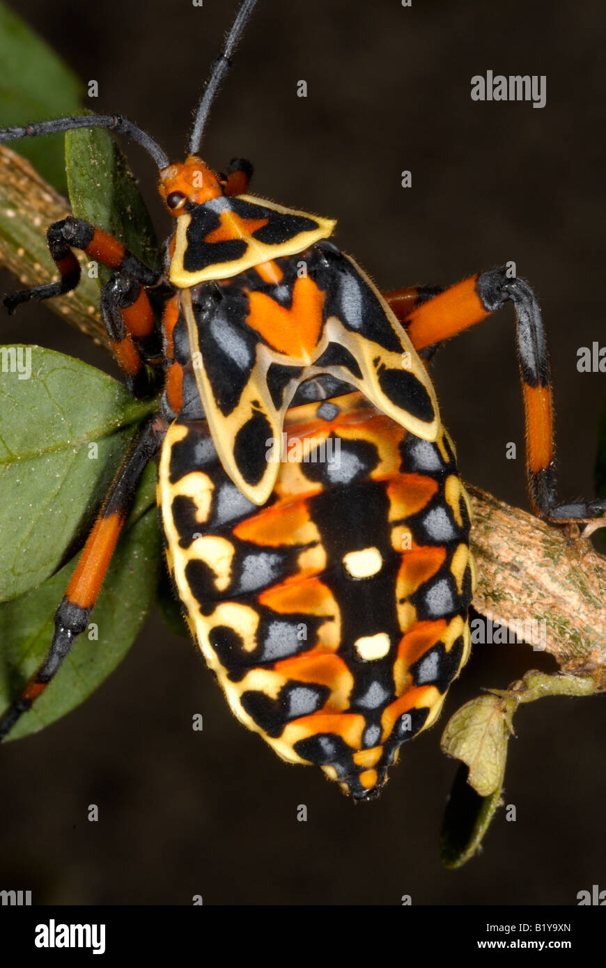 Coreid bug nymphe aussi connu sous le nom de leaf footed bug, Thasus acutangulus Banque D'Images