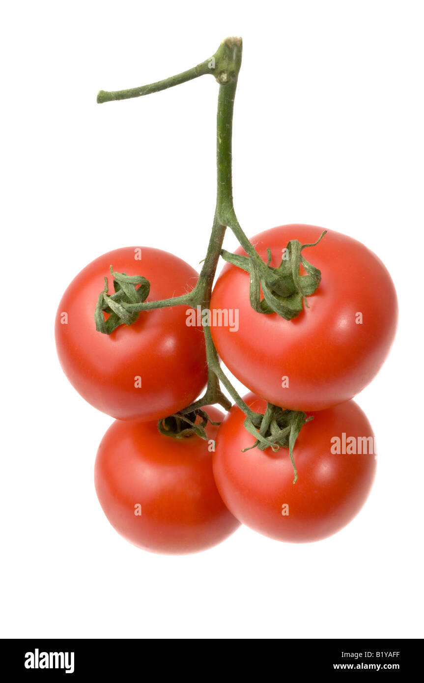 Quatre tomates en grappes sur la tige Banque D'Images