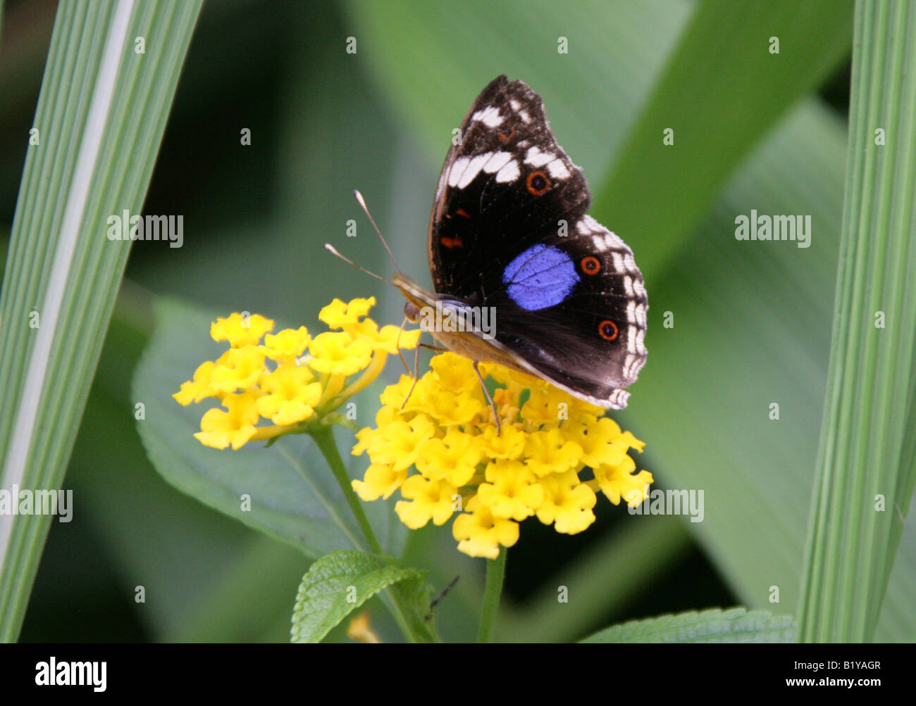 Pansy noir Papillon, oenone precis, Nymphalidae, Afrique Banque D'Images