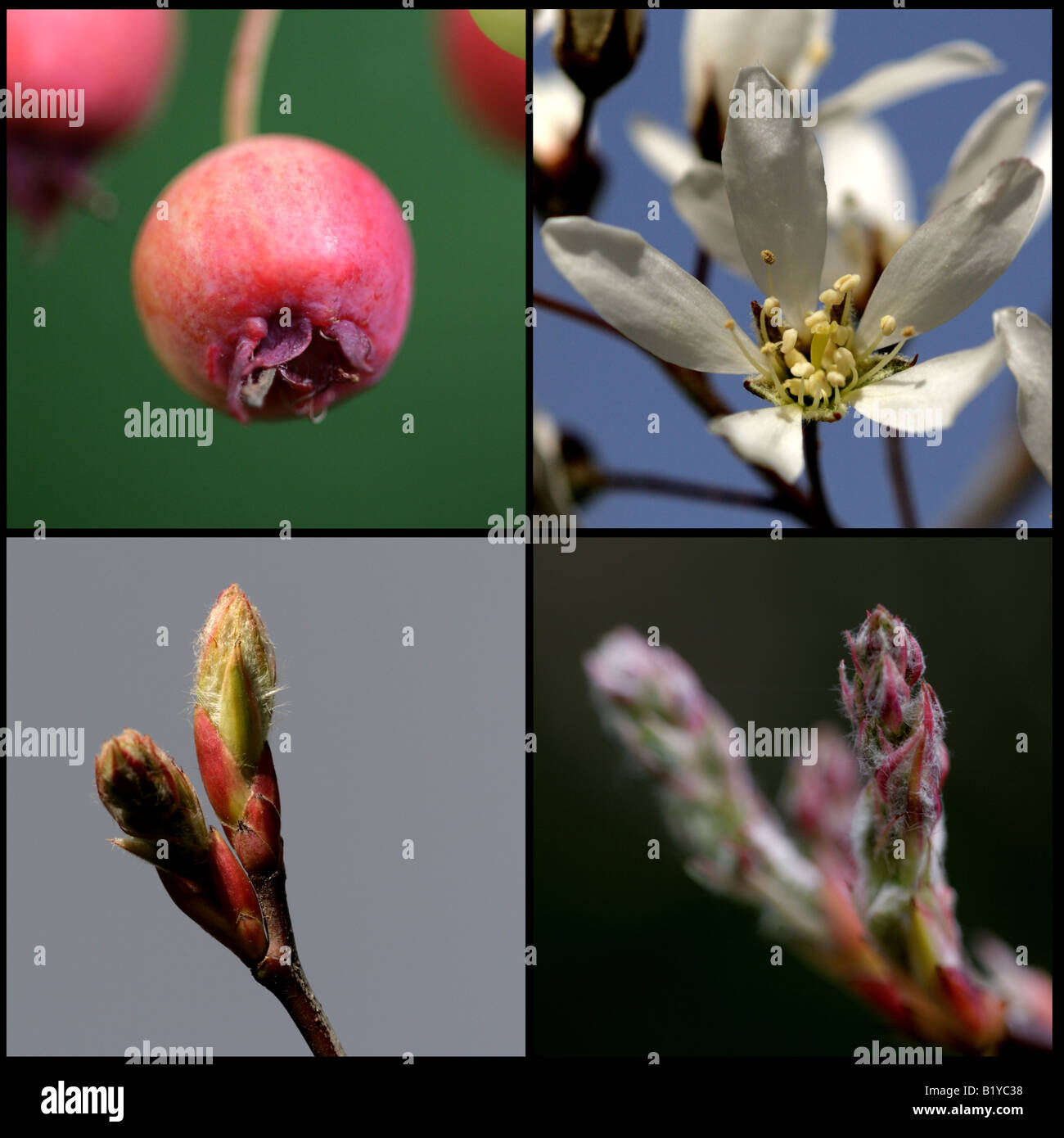 MESPIL ENNEIGÉ (Amelanchier ovalis): À travers les saisons Banque D'Images MESPIL ENNEIGÉ (Amelanchier ovalis): À travers les saisons Banque D'Images
