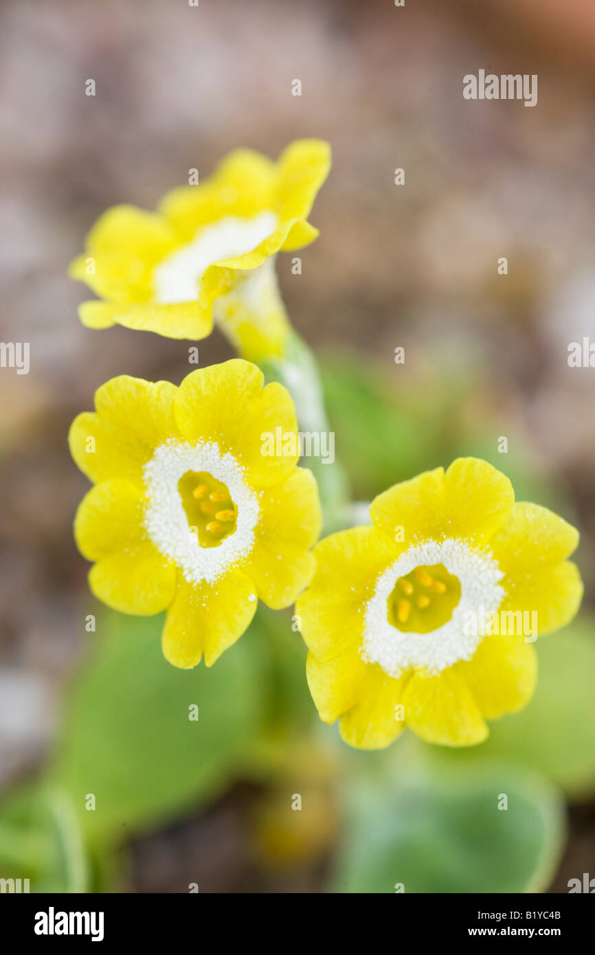 Primula auricula tally-ho Banque D'Images