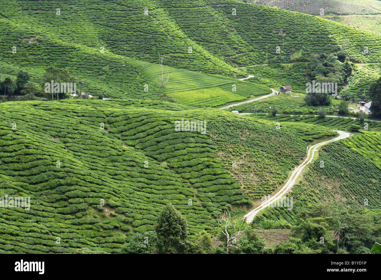 La plantation de thé sur le coteau de Cameron Highland en Malaisie. Banque D'Images