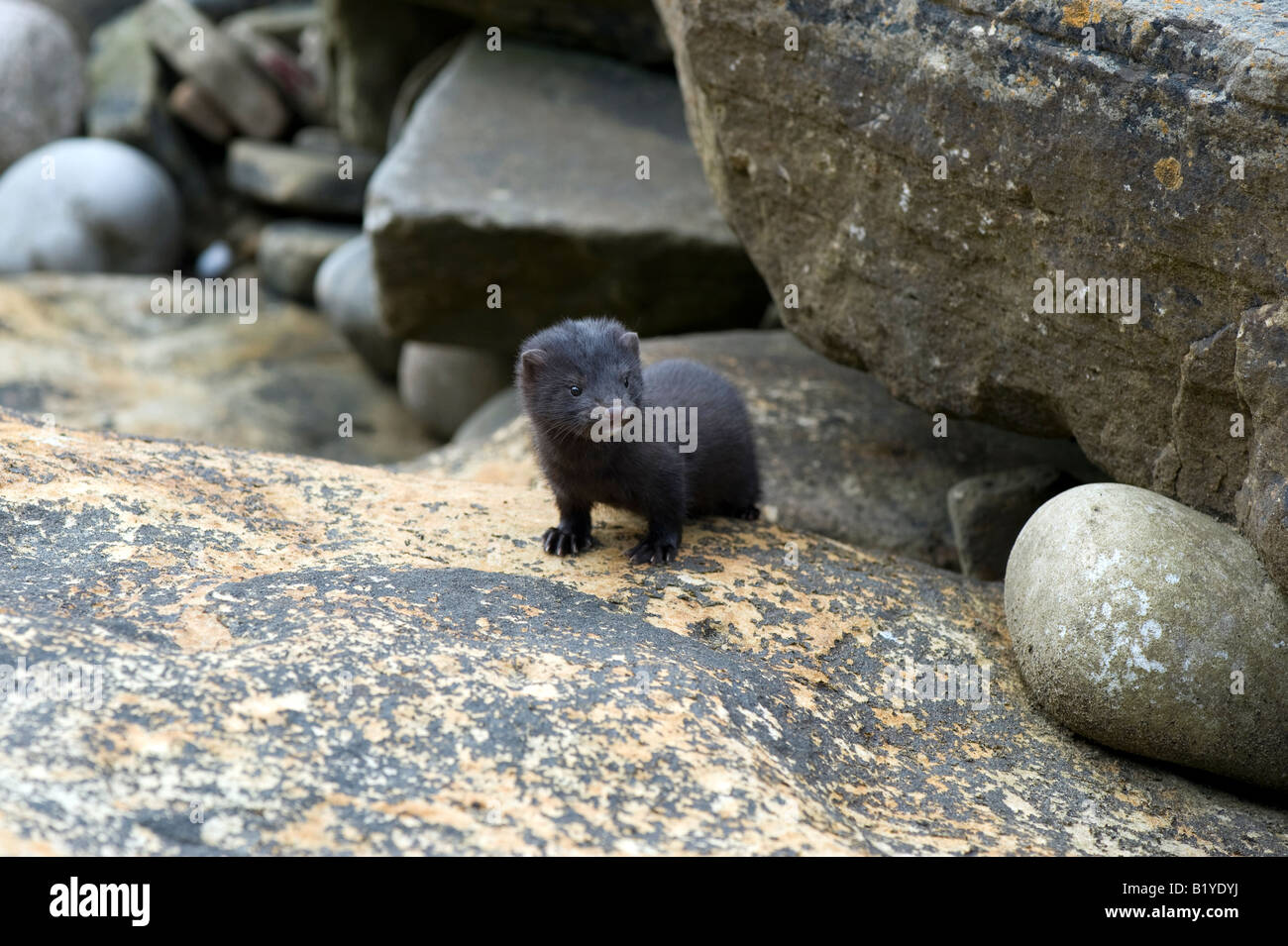 Les jeunes Vison d'Amérique à partir de roches sur la plage Hopeman, Moray, Ecosse Banque D'Images