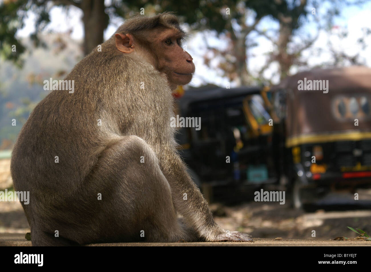 Bonnet singe dans sanctuaire animalier de Periyar, l'Inde. Banque D'Images