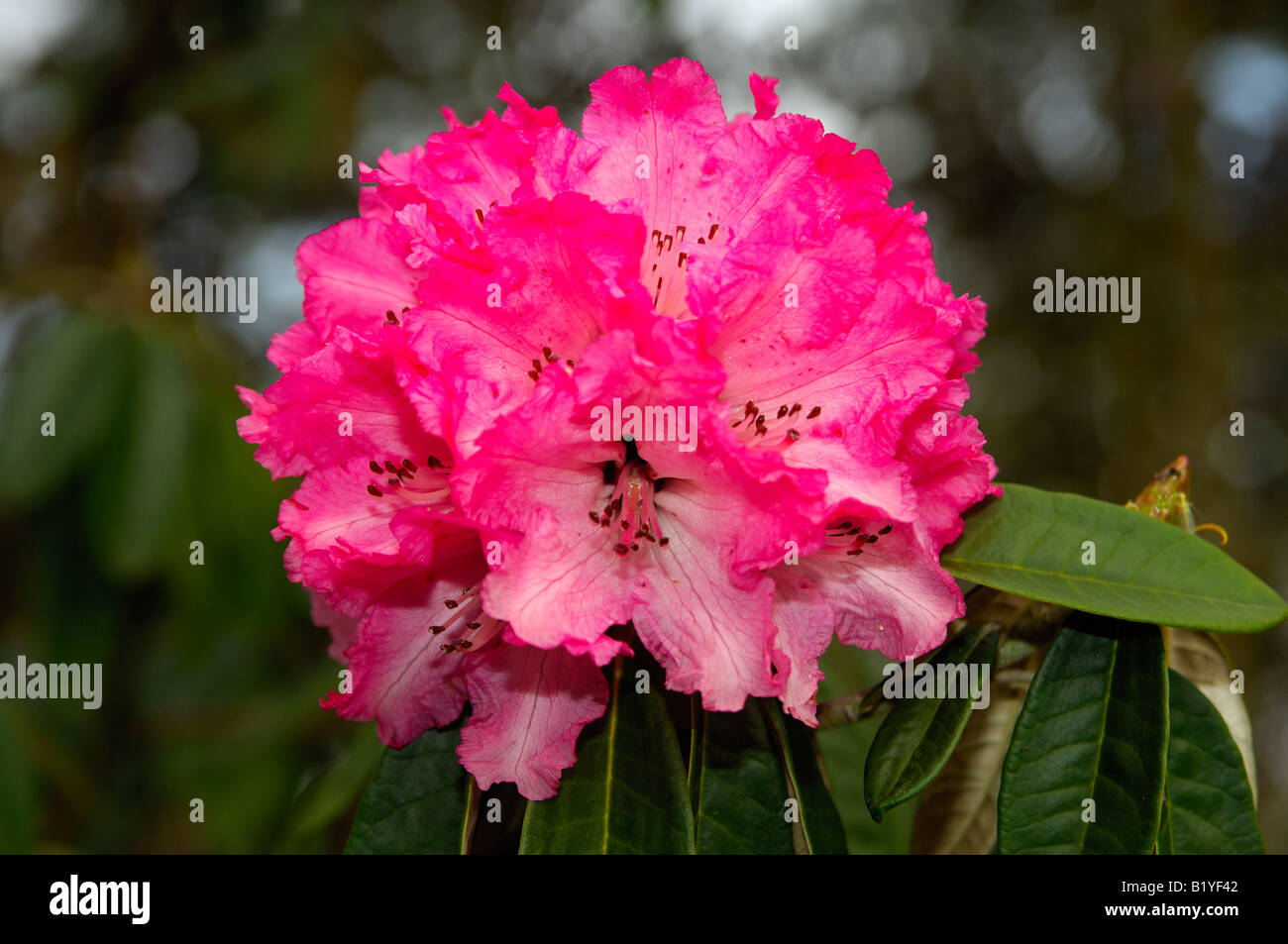 Rhododendron rose, Suisse Banque D'Images