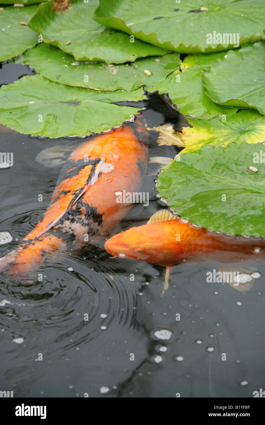 La carpe koï, Cyprinus carpio, Cyprinidés Banque D'Images