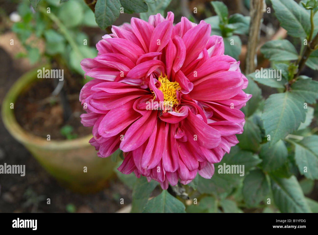 Fleur de dalia Banque D'Images