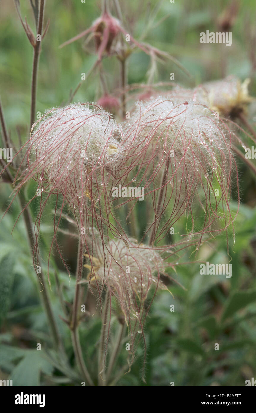 Geum triflorum, Prairie Smoke Banque D'Images