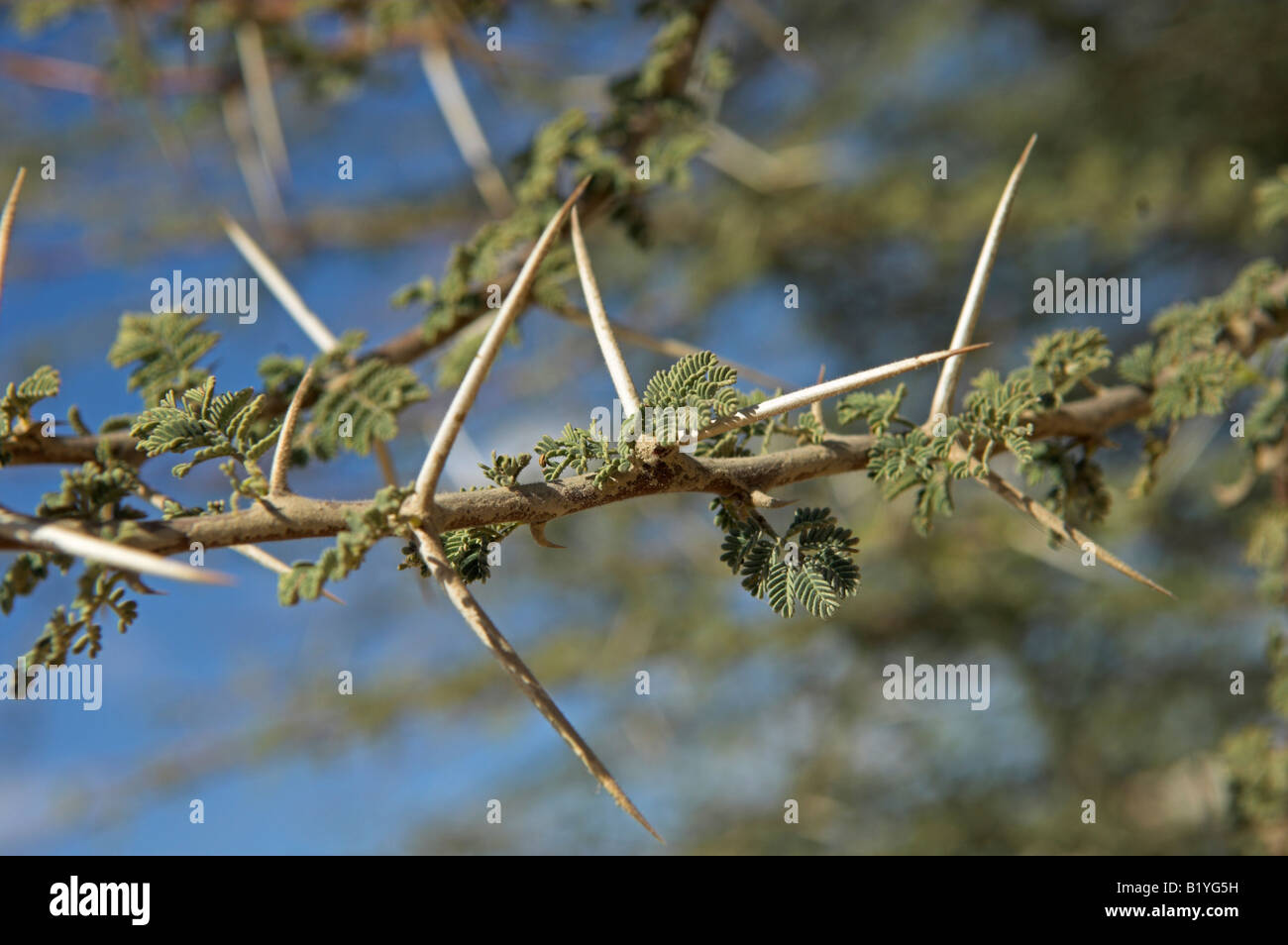 Libre d'ACACIA Acacia tortilis épines et feuilles Oman Banque D'Images