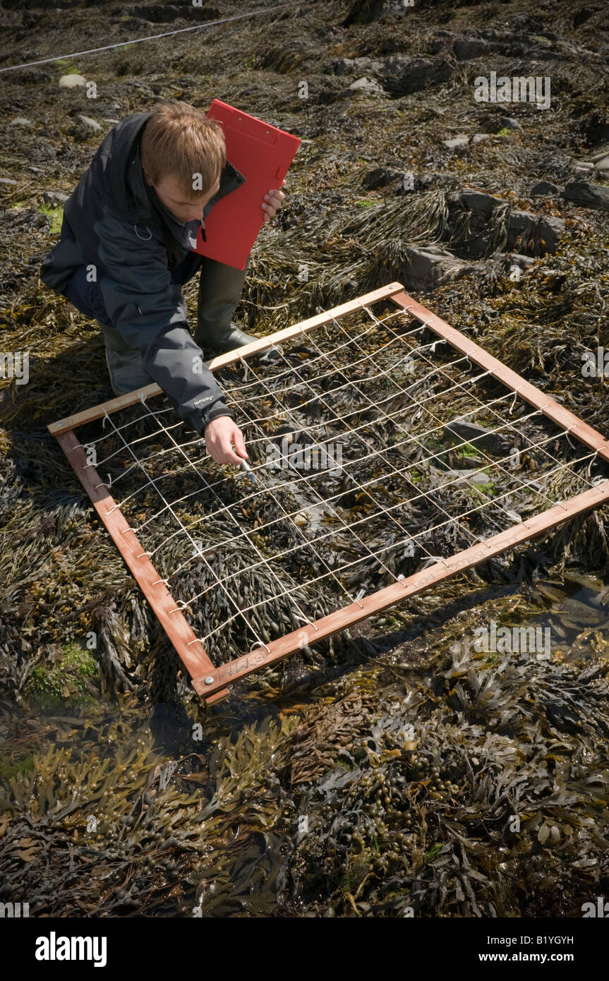À l'aide d'étudiant m quadrant à l'œuf de l'enquête et rack rack vessie écologie Biologie marine algues école un projet niveau UK Banque D'Images