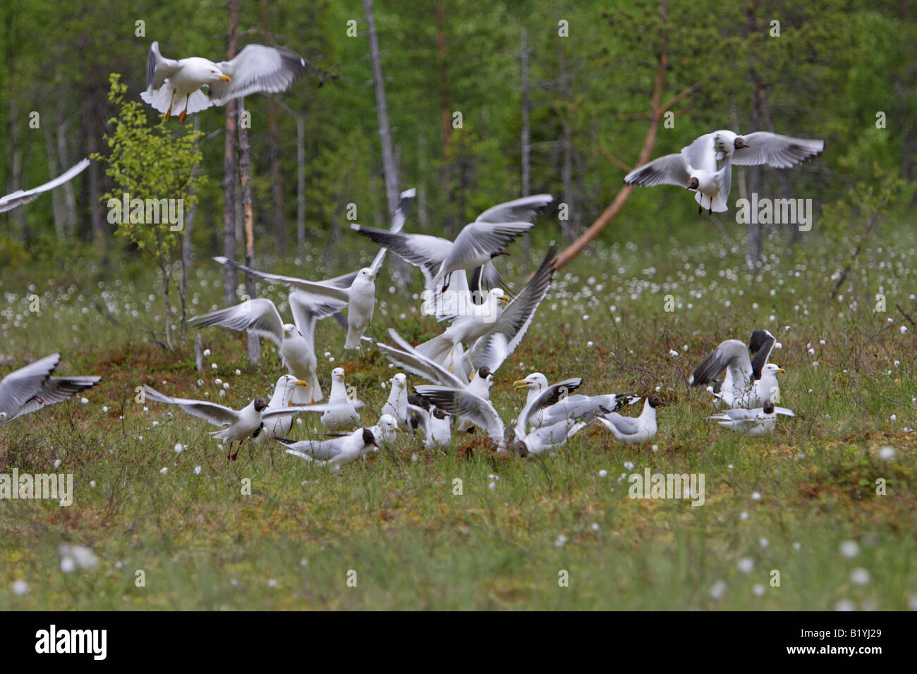 Mouettes rieuses Larus ridibundus Black décollant du sol dans une forêt en Finlande Banque D'Images