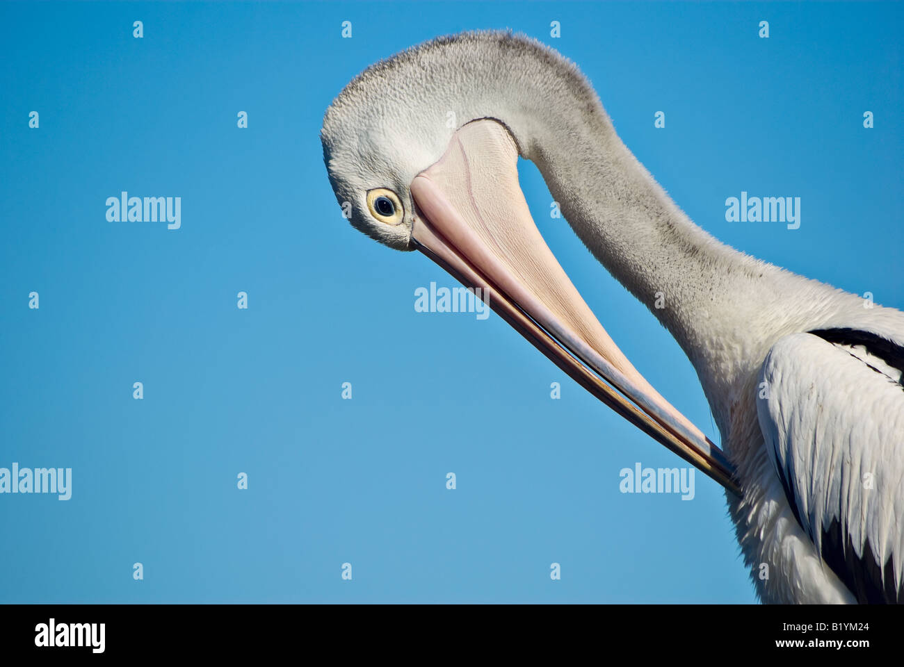 Pelican devant un ciel bleu Banque D'Images