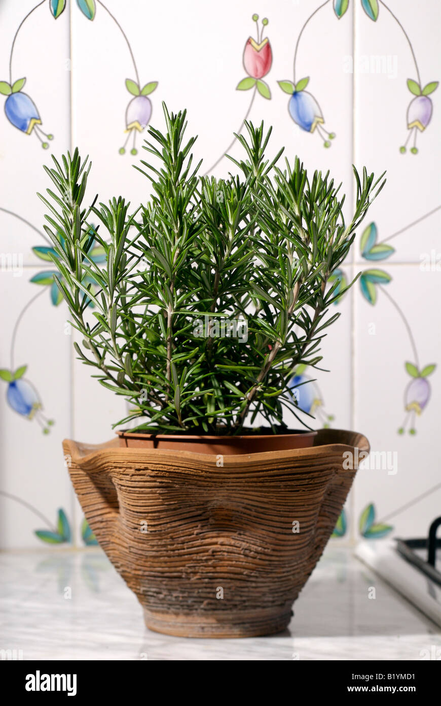 plant de romarin Banque D'Images