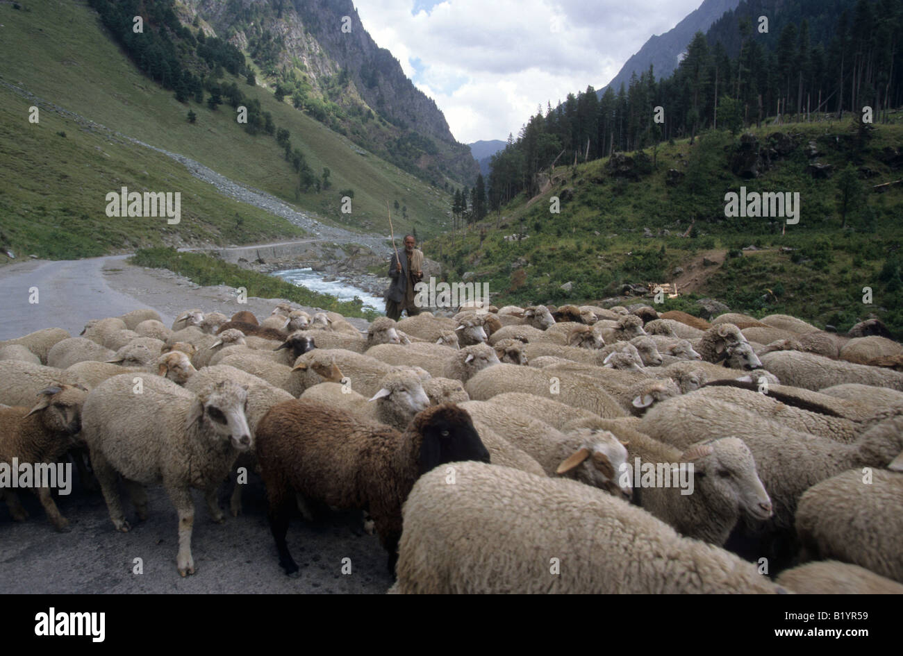 Un berger du Cachemire se déplace ses brebis sur la route de Srinagar à Leh au pied de l'Himalaya du Cachemire l'Inde Banque D'Images