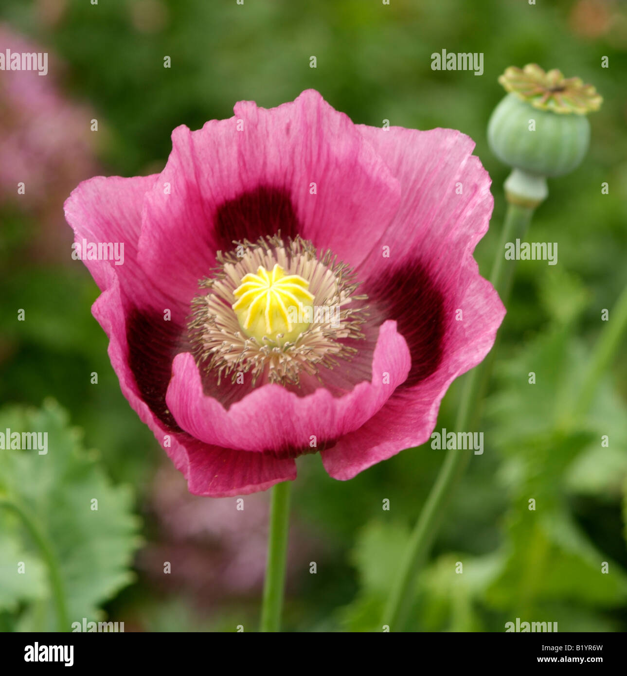 En fleur de pavot à opium avec gousse English country garden Papaver somniferum Banque D'Images