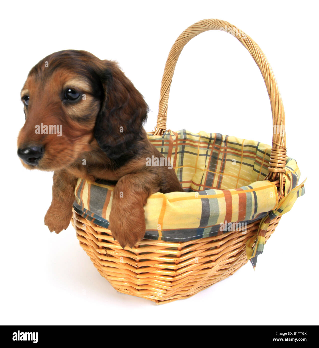 Teckel chien saucisse chien domestique Canis lupus f. familiaris mettent bas dans un panier Banque D'Images