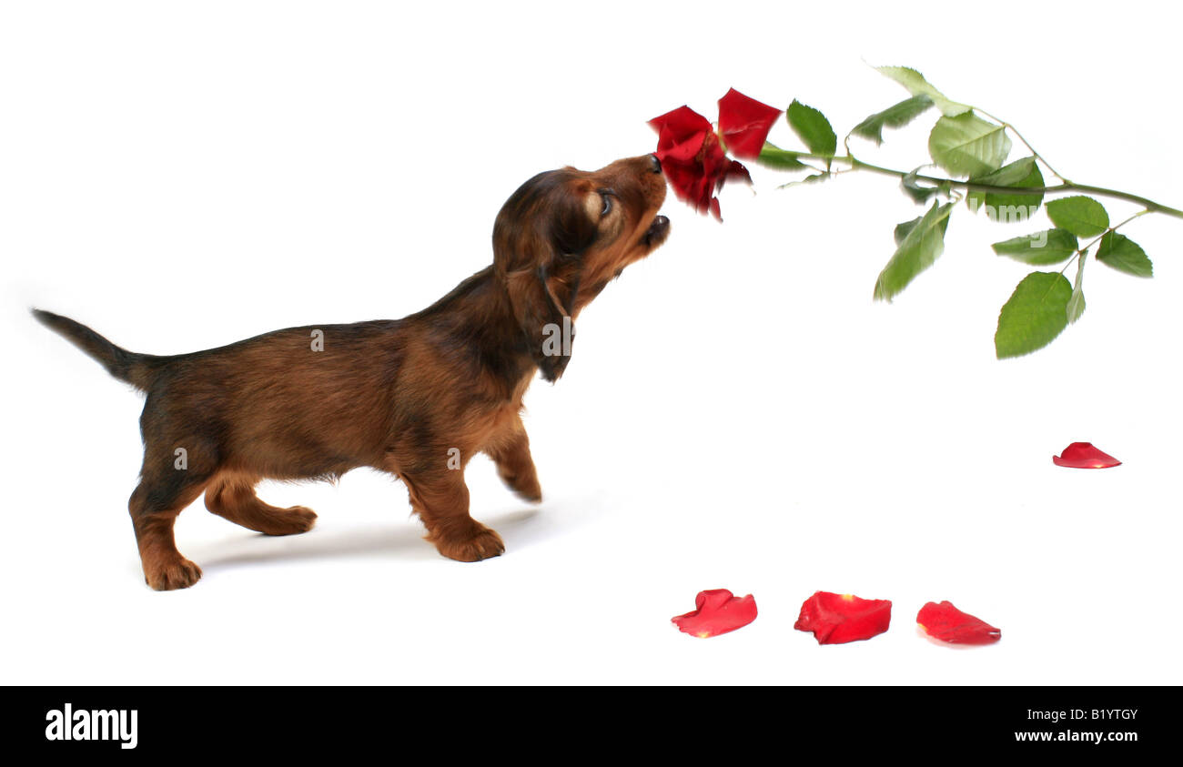Teckel chien saucisse chien domestique Canis lupus familiaris whelp f les morsures en rose Allemagne Banque D'Images