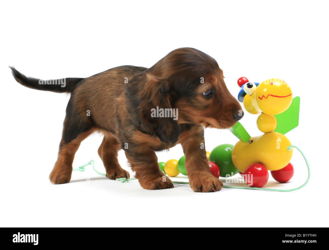 Teckel chien saucisse chien domestique Canis lupus familiaris whelp f avec toy Allemagne Banque D'Images