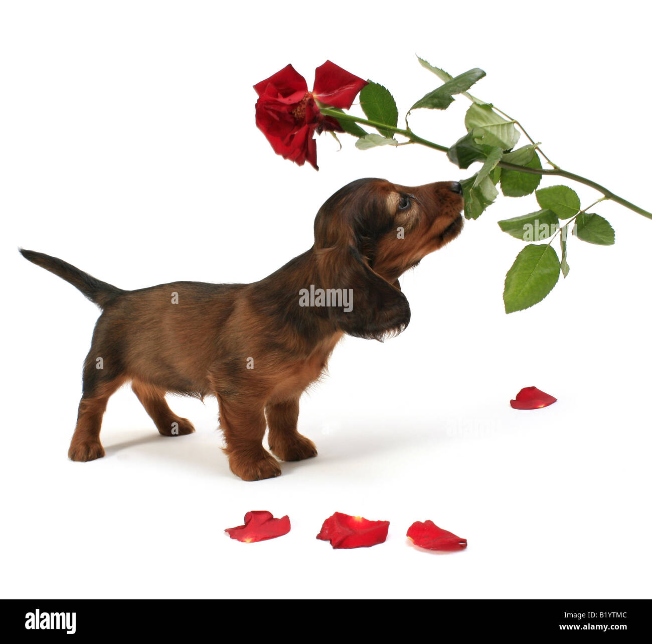 Teckel chien saucisse chien domestique Canis lupus familiaris whelp f les morsures en rose Allemagne Banque D'Images