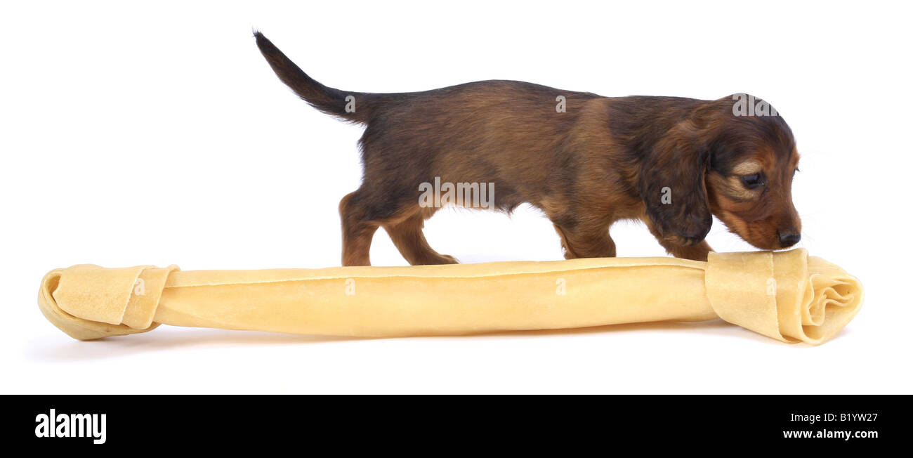 Teckel chien saucisse chien domestique Canis lupus f. familiaris roquet avec big bone Banque D'Images