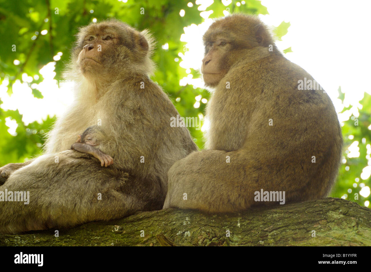 Les singes à Trentham Monkey Forest Banque D'Images