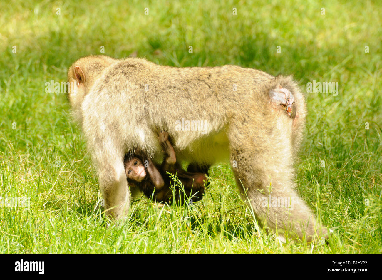 Trentham Monkey Forest Banque D'Images