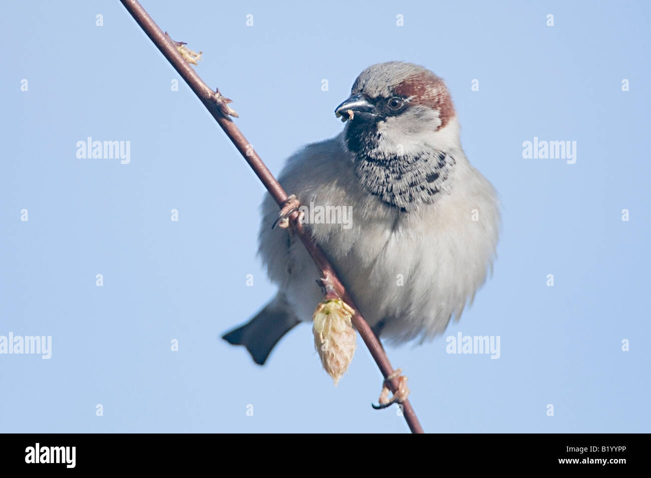 House Sparrow le Direction générale de la glycine avec bouton floral Banque D'Images