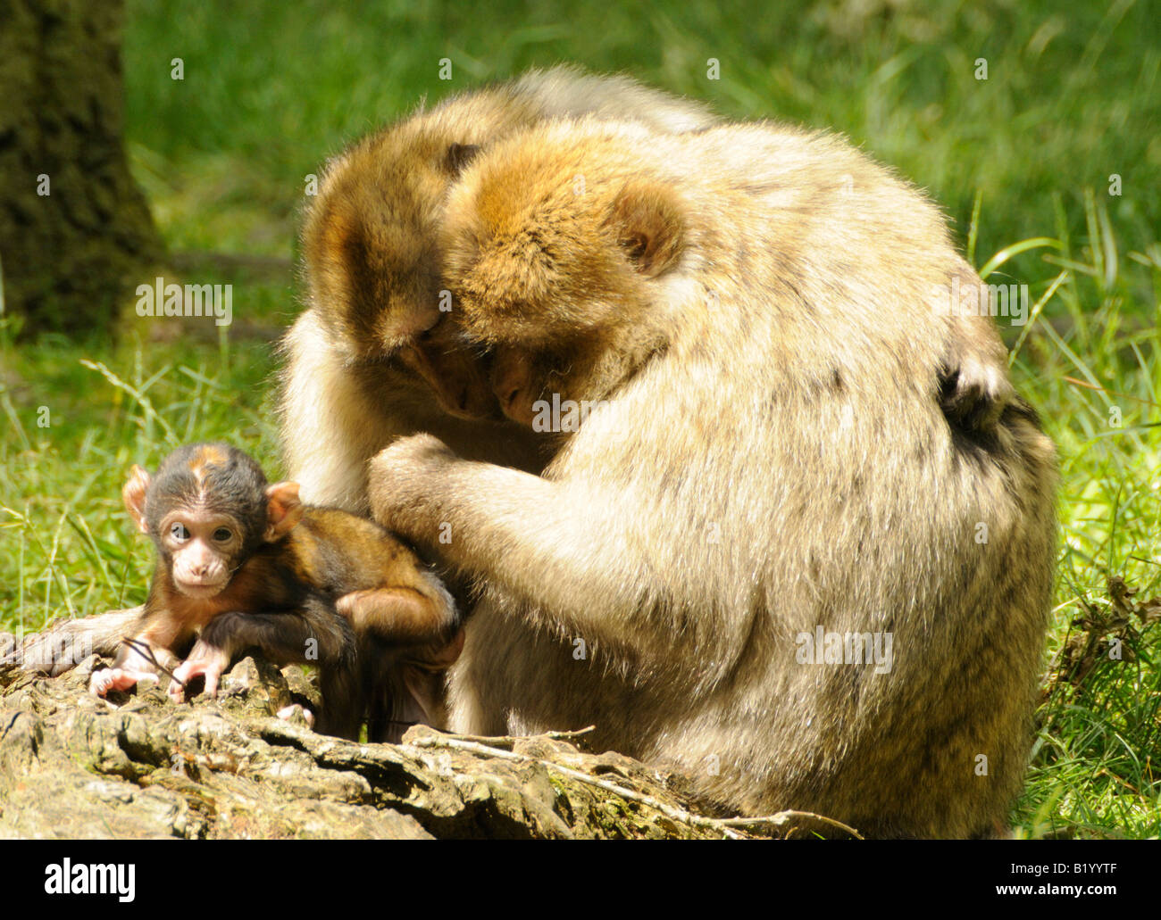 Trentham Monkey Forest Banque D'Images