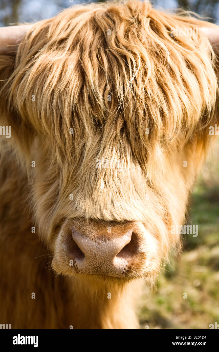 Portrait d'une vache Highland avec une longue frange hirsute Banque D'Images