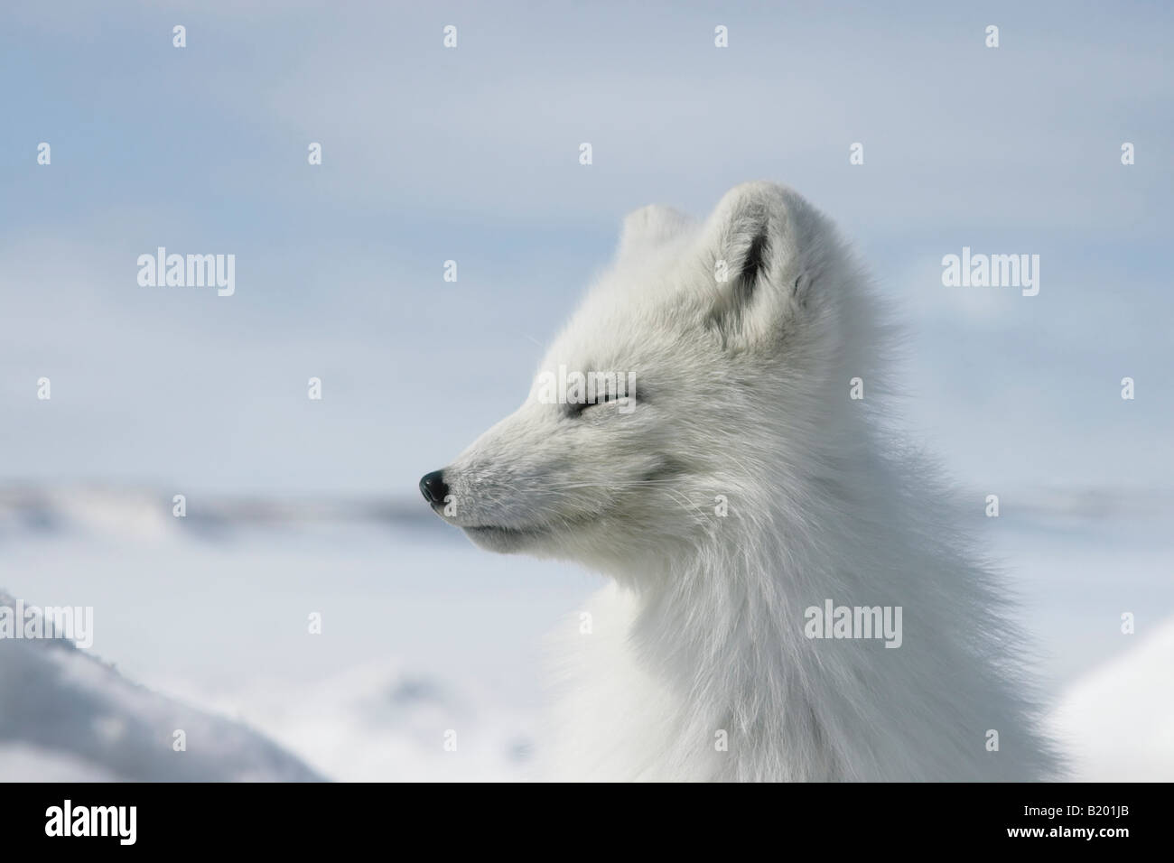 Funny Fox. Wild renard polaire Photo Stock - Alamy