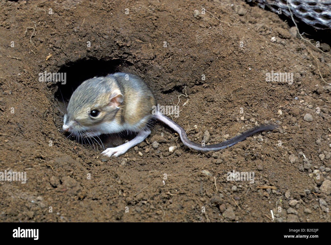 Merriam Dipodomys merriami Rat kangourou d'Tucson Pima Comté Arizona United States Juin Hétéromyidés immatures Banque D'Images