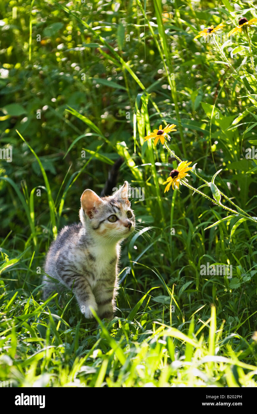 Curieux Chaton Tabby et Black Eyed Susan Wildflower Banque D'Images