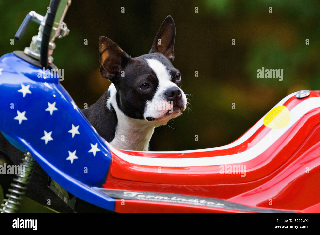 Boston Terrier et Motif drapeau américain scooter Banque D'Images