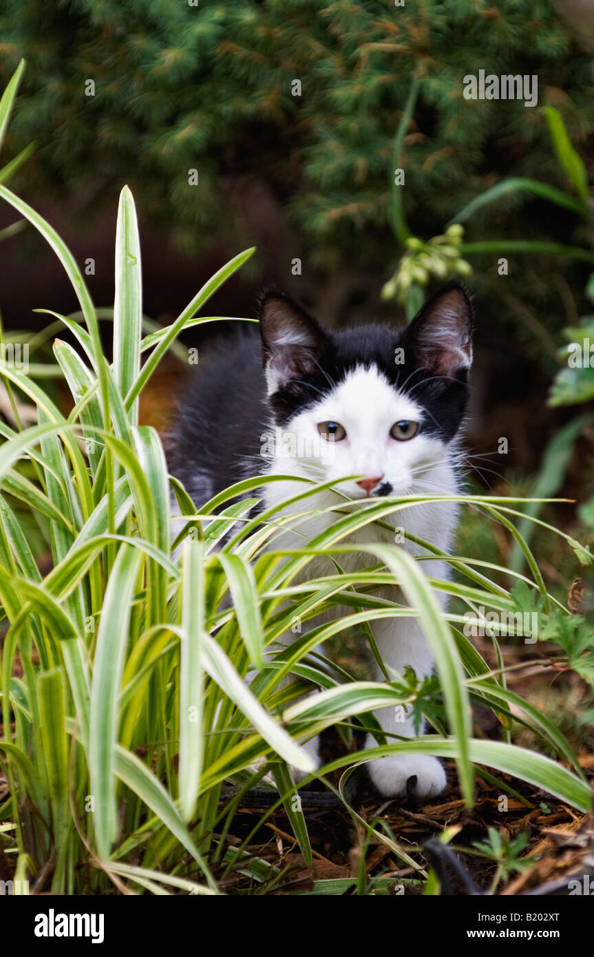 Chaton noir et blanc à l'aide de l'herbe pour se cacher derrière tout en jouant Banque D'Images