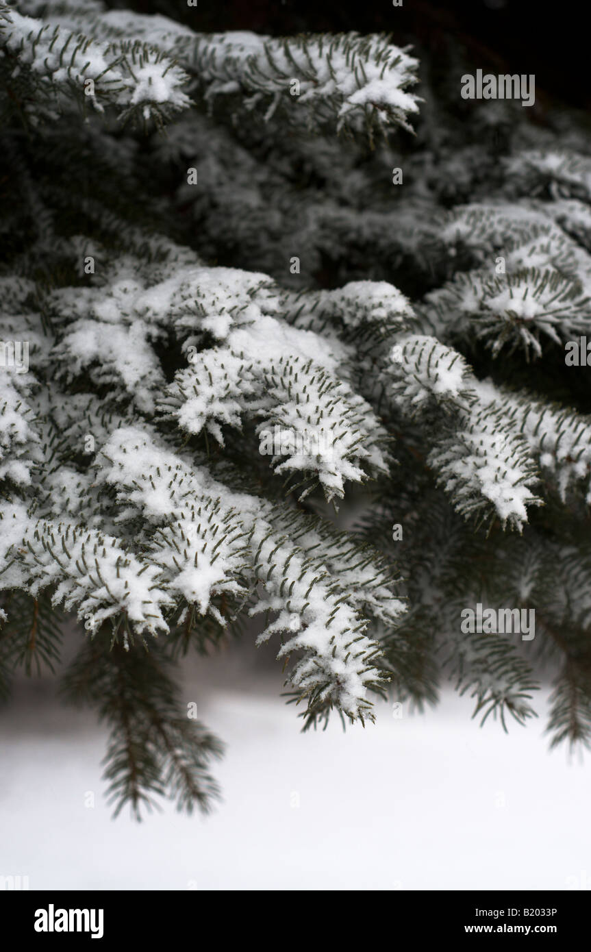 Neige fraîche sur une branche d'arbre de pin Banque D'Images