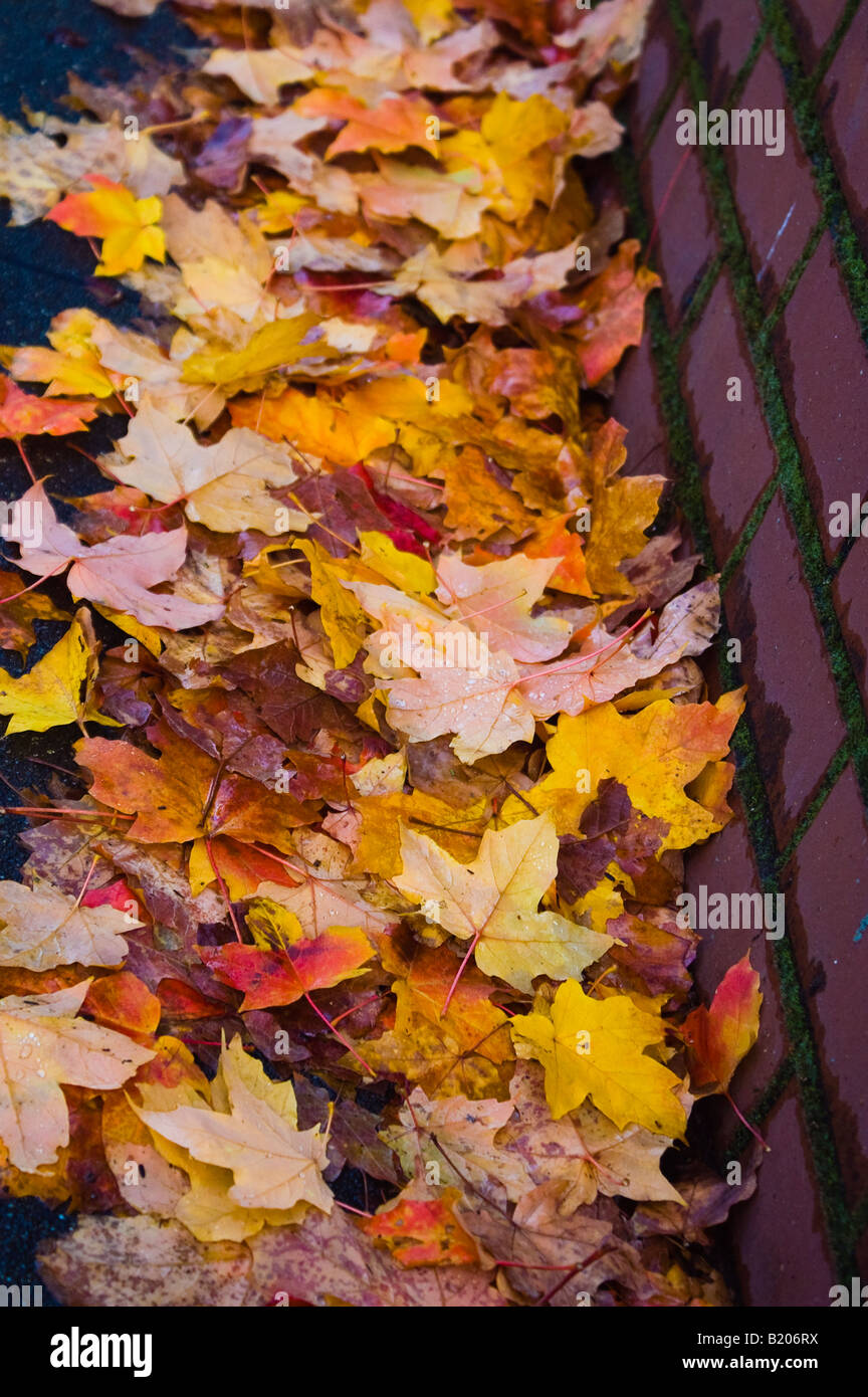 Feuilles mortes sur les trottoirs de Seattle Banque D'Images