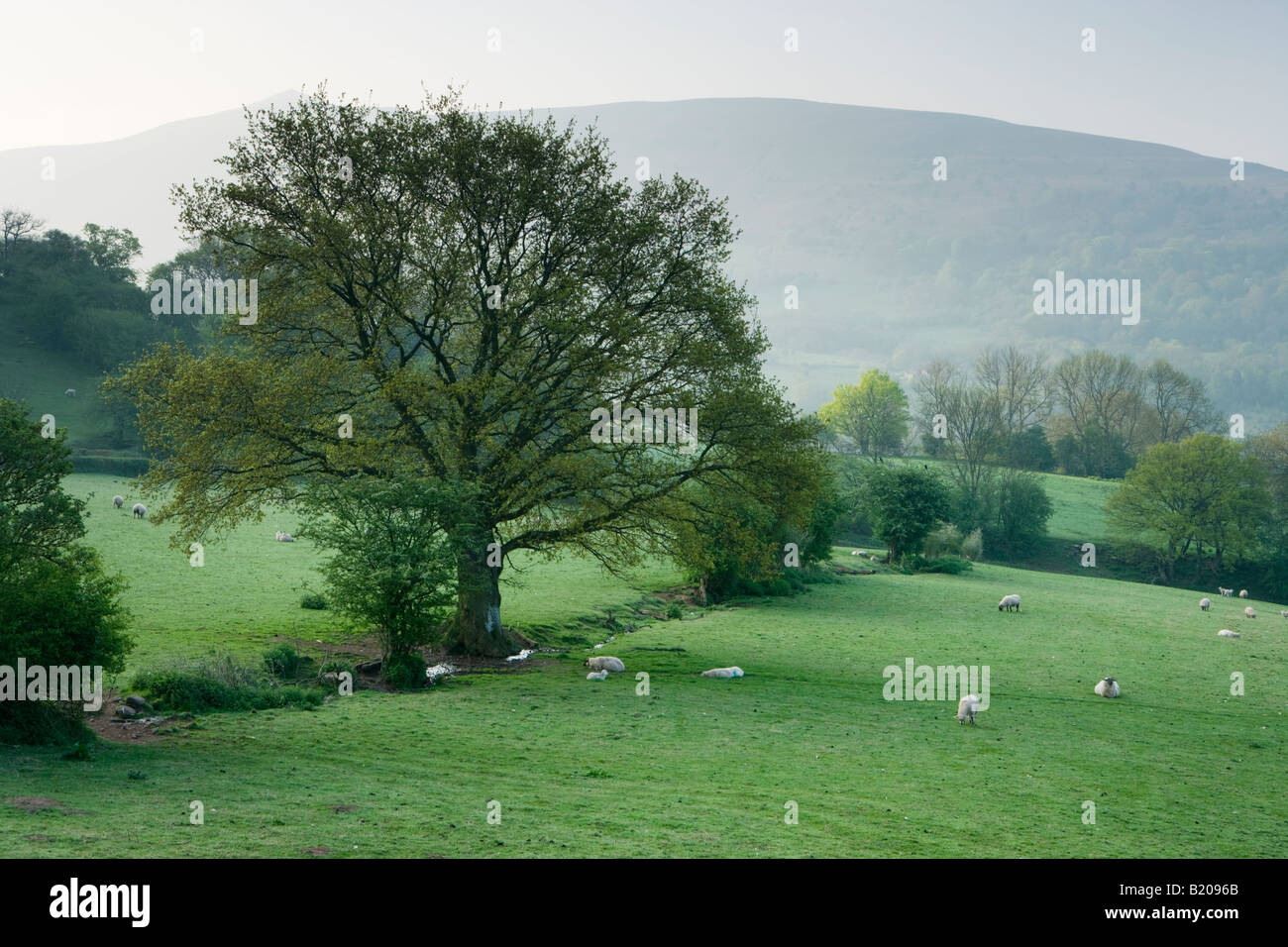 Les terres agricoles près de Crickhowell, Powys, Wales, UK. Misty dawn de printemps. Banque D'Images