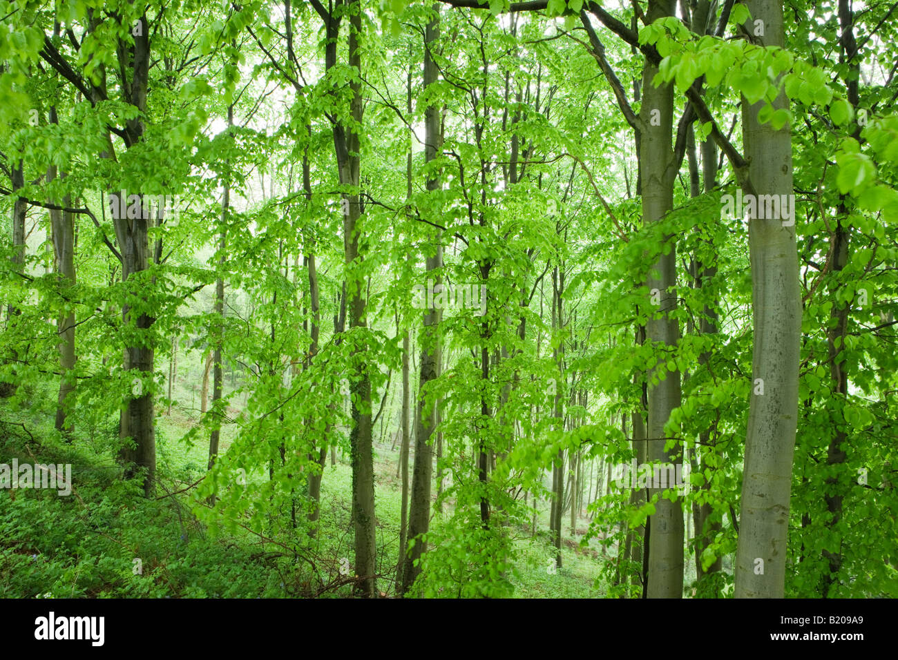 Bois de hêtre, Fagus sylvatica. Llanthony Bois, Pays de Galles, Royaume-Uni Banque D'Images