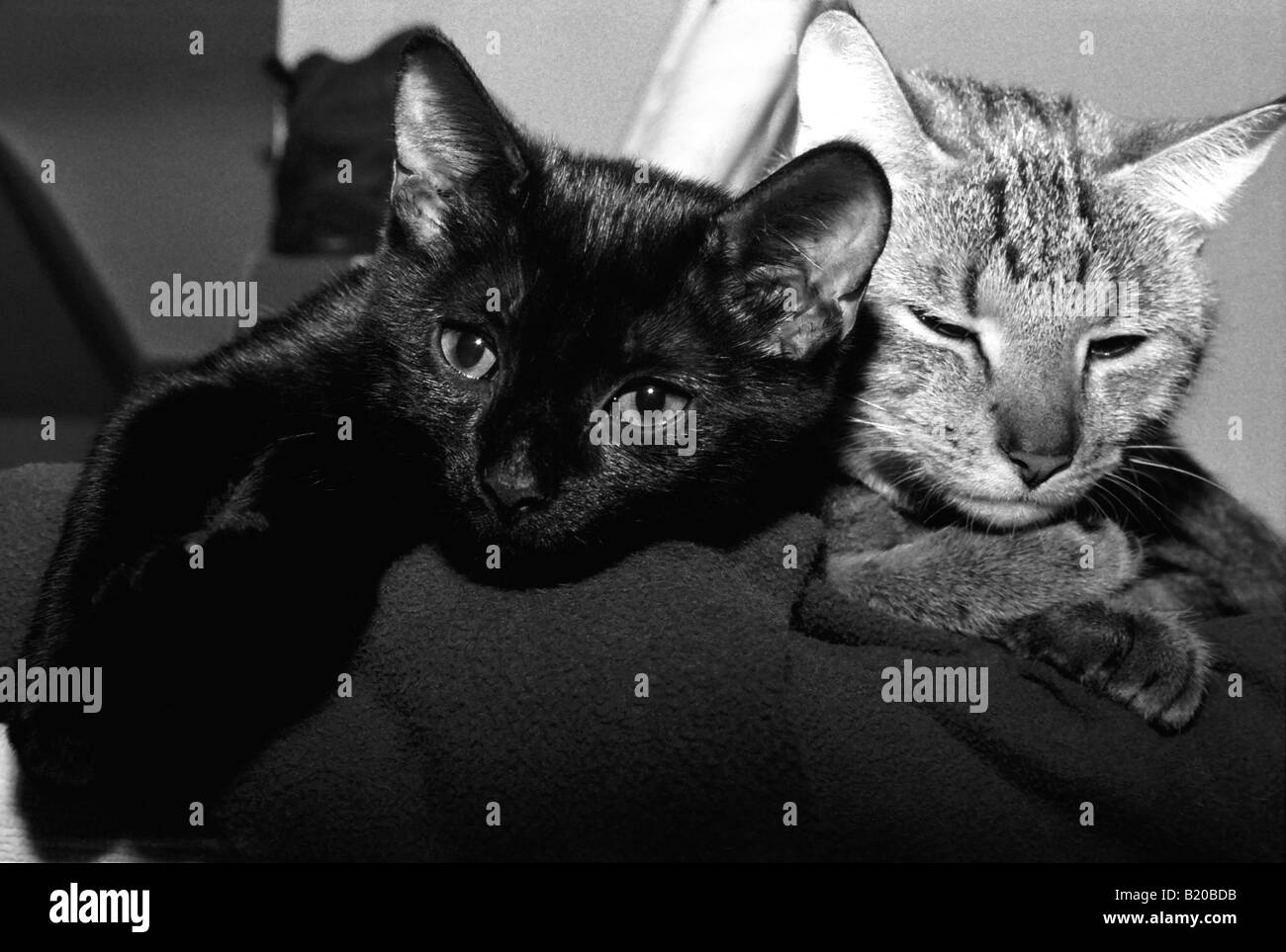 Image en noir et blanc de deux chats - Mère, tabby, et sa fille,black cat, vous détendre à côté de l'autre Banque D'Images