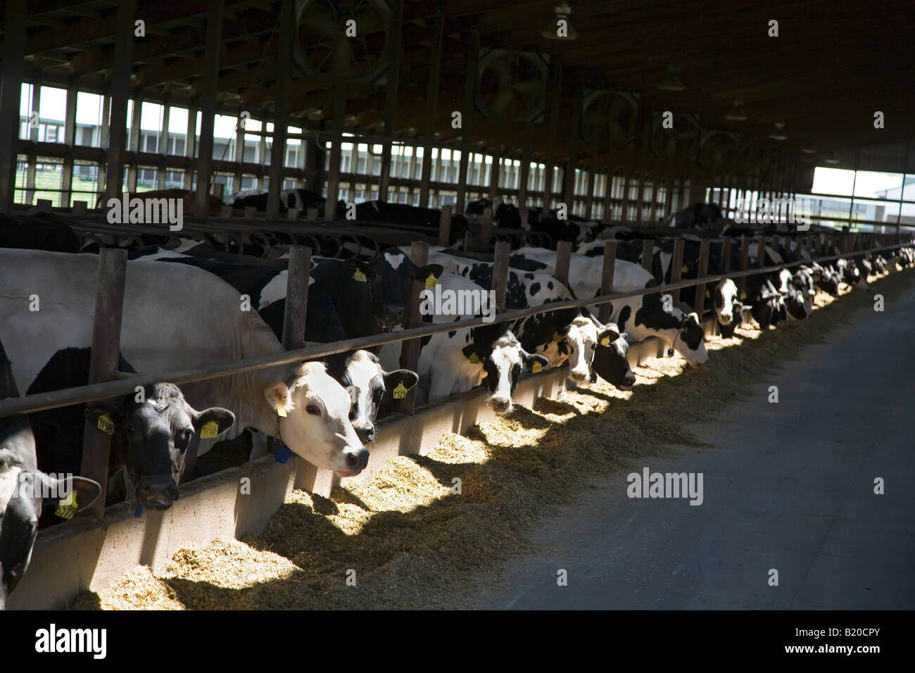 Elsie Michigan vaches dans l'étable à Green Meadow Farms une ferme laitière avec 9500 pour la plupart des bovins de race Holstein Banque D'Images