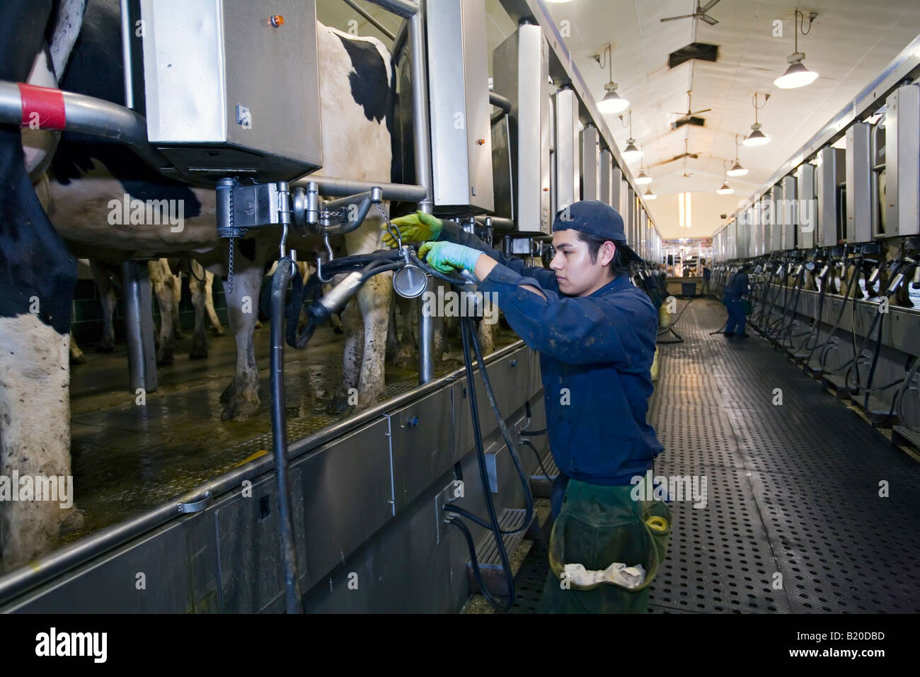 Les vaches sont traites dans une grande ferme laitière Banque D'Images