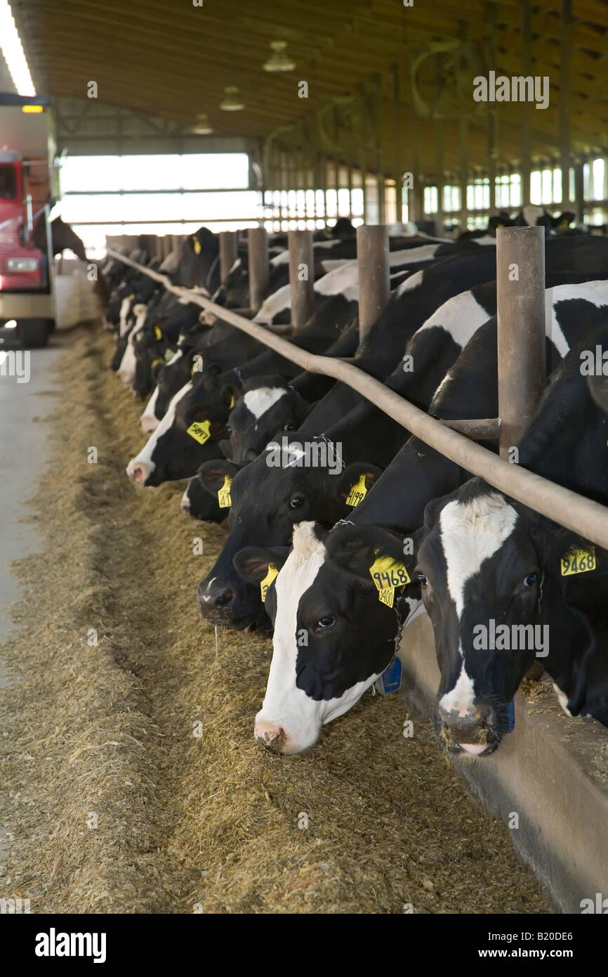 Les vaches sont nourris à une importante exploitation laitière Banque D'Images
