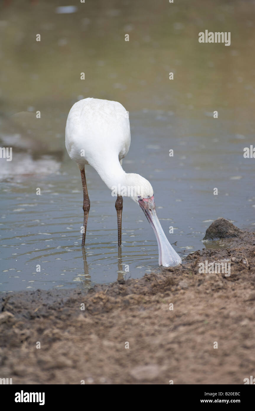 Spoonbill africain, Kenya, Afrique Banque D'Images