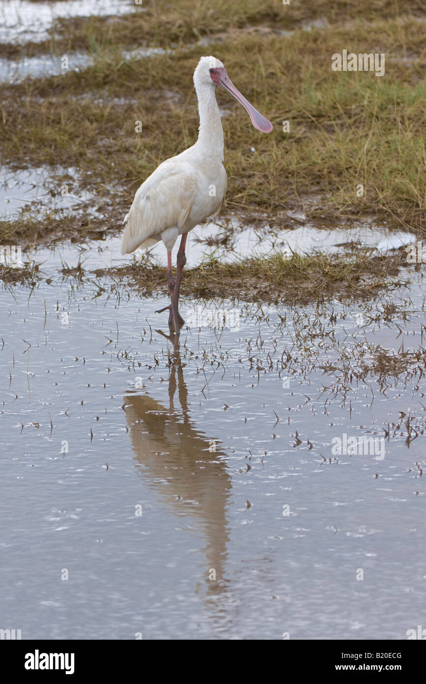 Spoonbill africain, Kenya, Afrique Banque D'Images