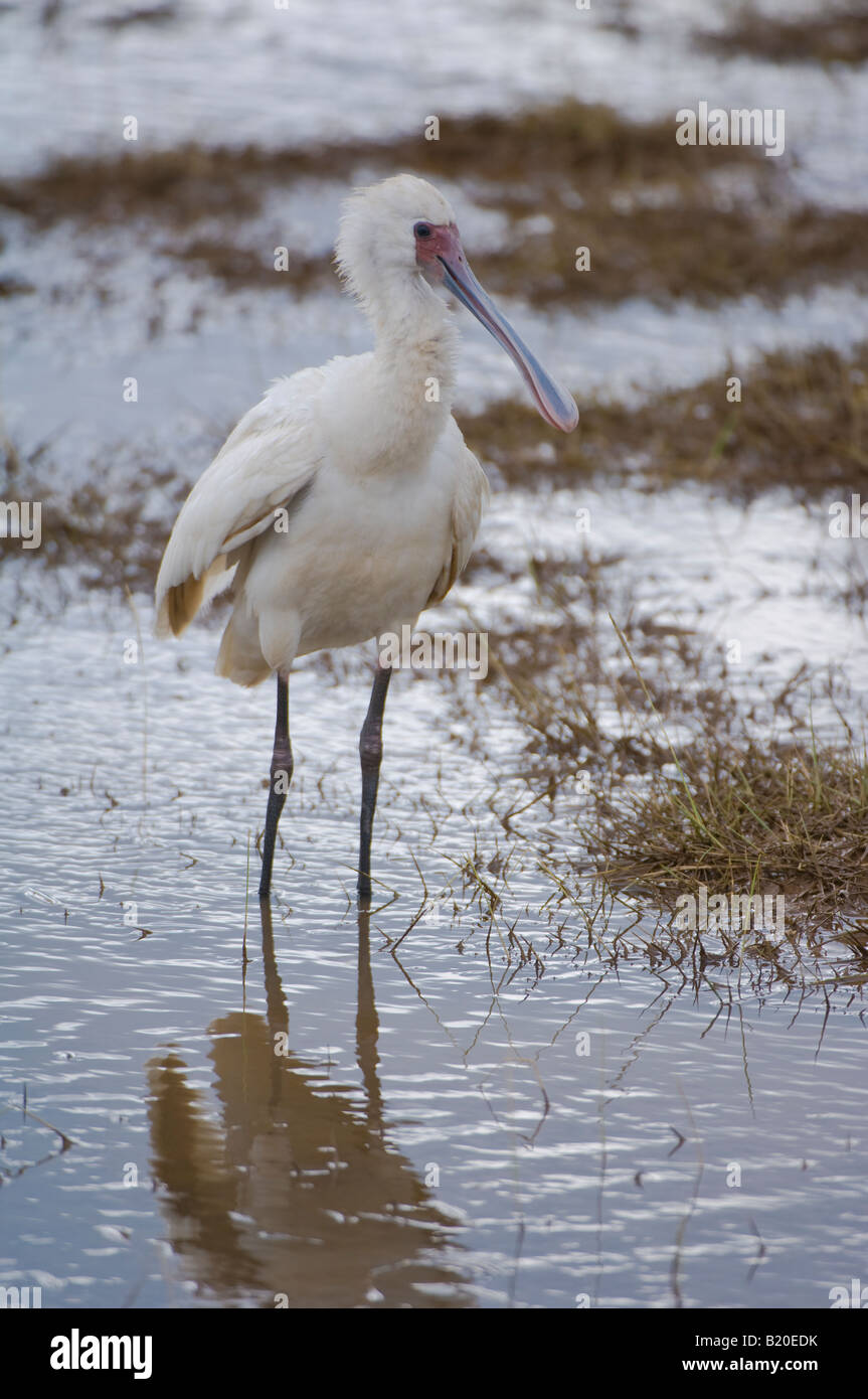 Spoonbill africain, Kenya, Afrique Banque D'Images