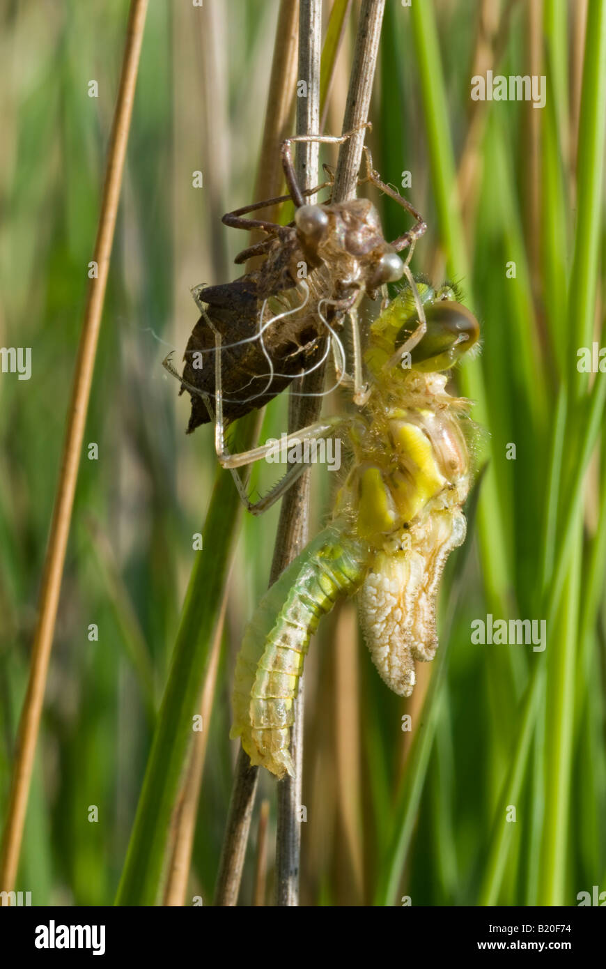 L'ouette vert, Sympetrum sanguineum, Adulte, libellule, briser le cas des larves, Sussex, UK, Juillet Banque D'Images