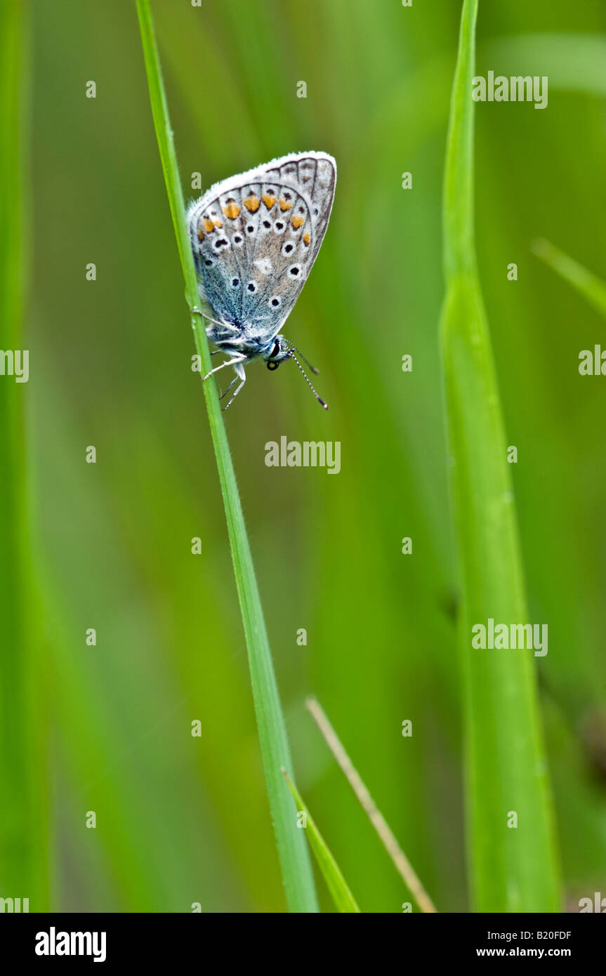 Papillon bleu commun (Polyommatus icarus) se percher sur la tige d'herbe Banque D'Images