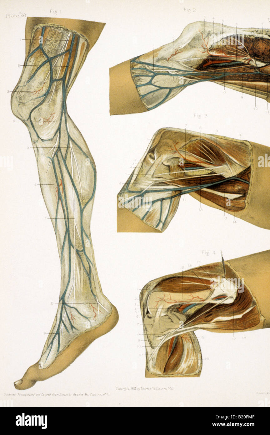 ILLUSTRATION DE LA DISSECTION DES MUSCLES DES JAMBES NERFS BATEAUX Banque D'Images